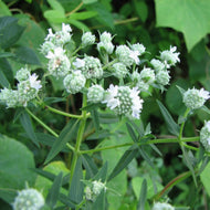 Pycnanthemum virginianum (American Mountain Mint) - 1 gal