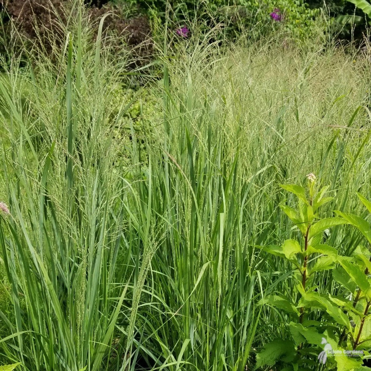 Panicum virgatum 'Northwind' (Northwind' Switchgrass) - 2 gal