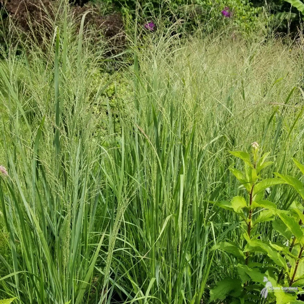 Panicum virgatum 'Northwind' (Northwind' Switchgrass) - 2 gal