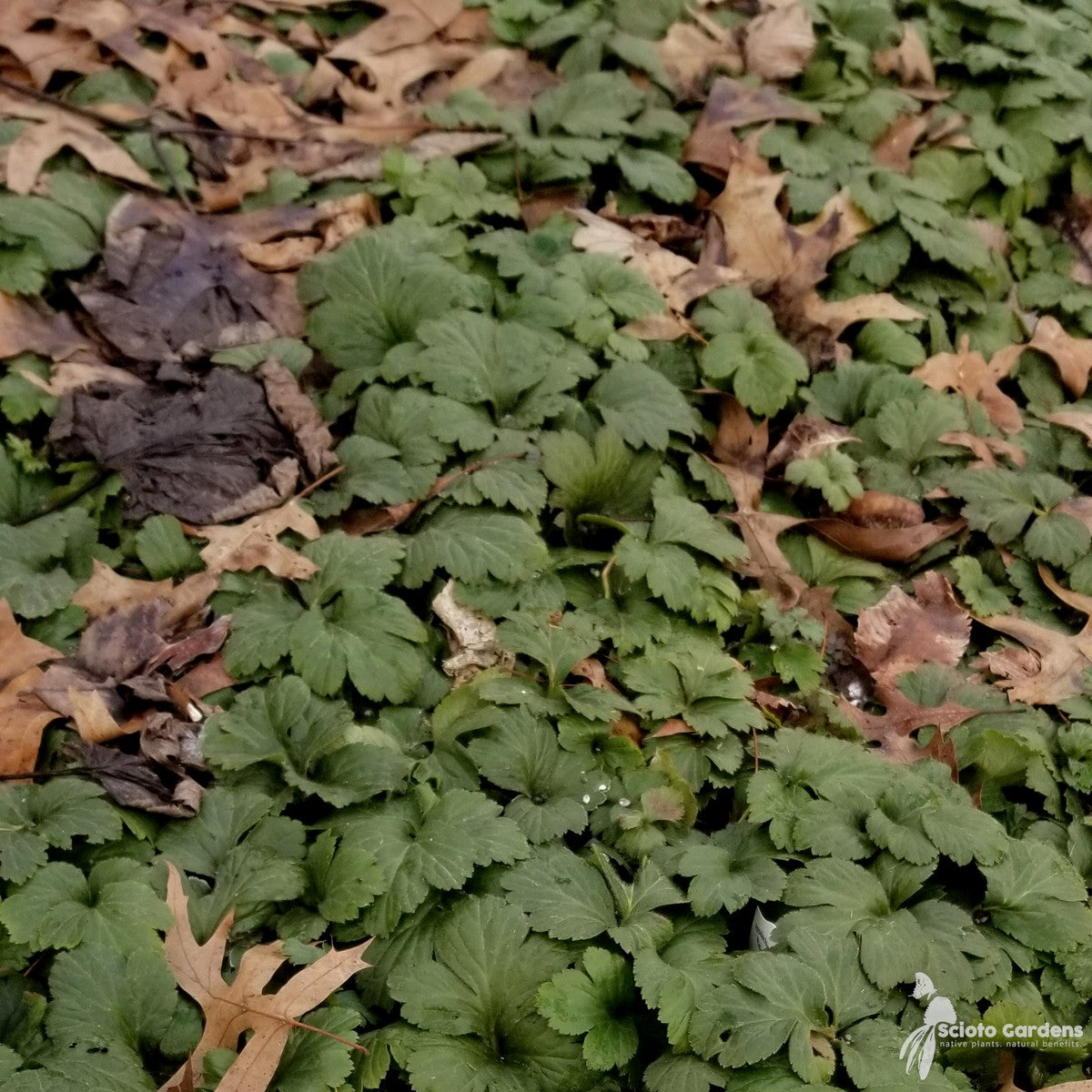 Waldsteinia fragarioides (Appalachian Barren Strawberry) - 1 gal