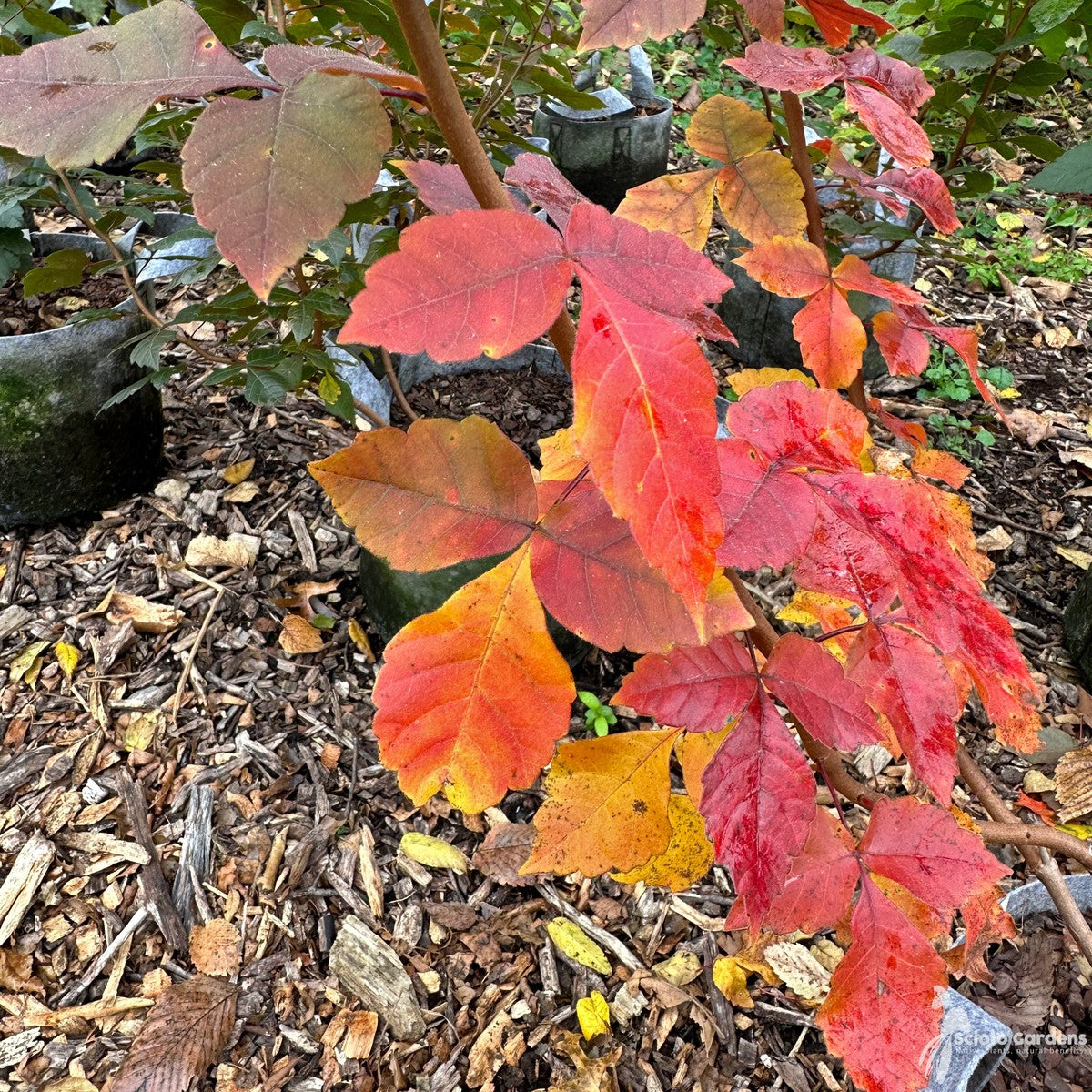 Rhus aromatica (Fragrant Sumac) - 3 gal