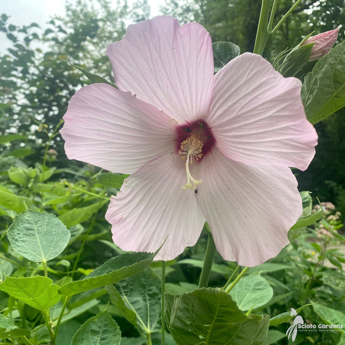 Hibiscus moscheutos (Common Rose Mallow) - 2 gal