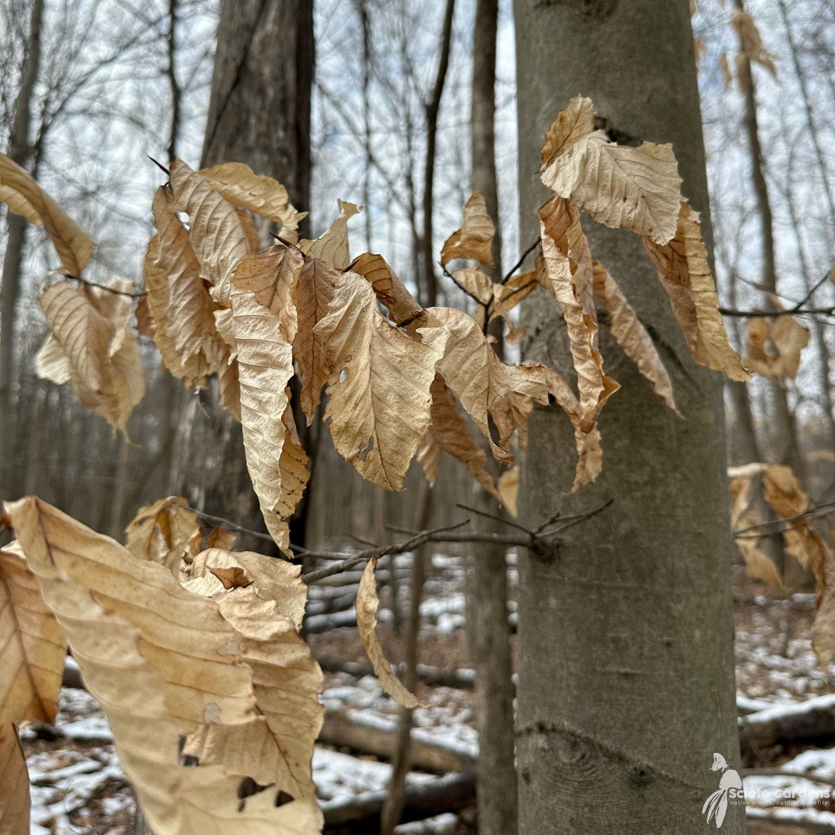 Fagus grandifolia (American Beech) - QT