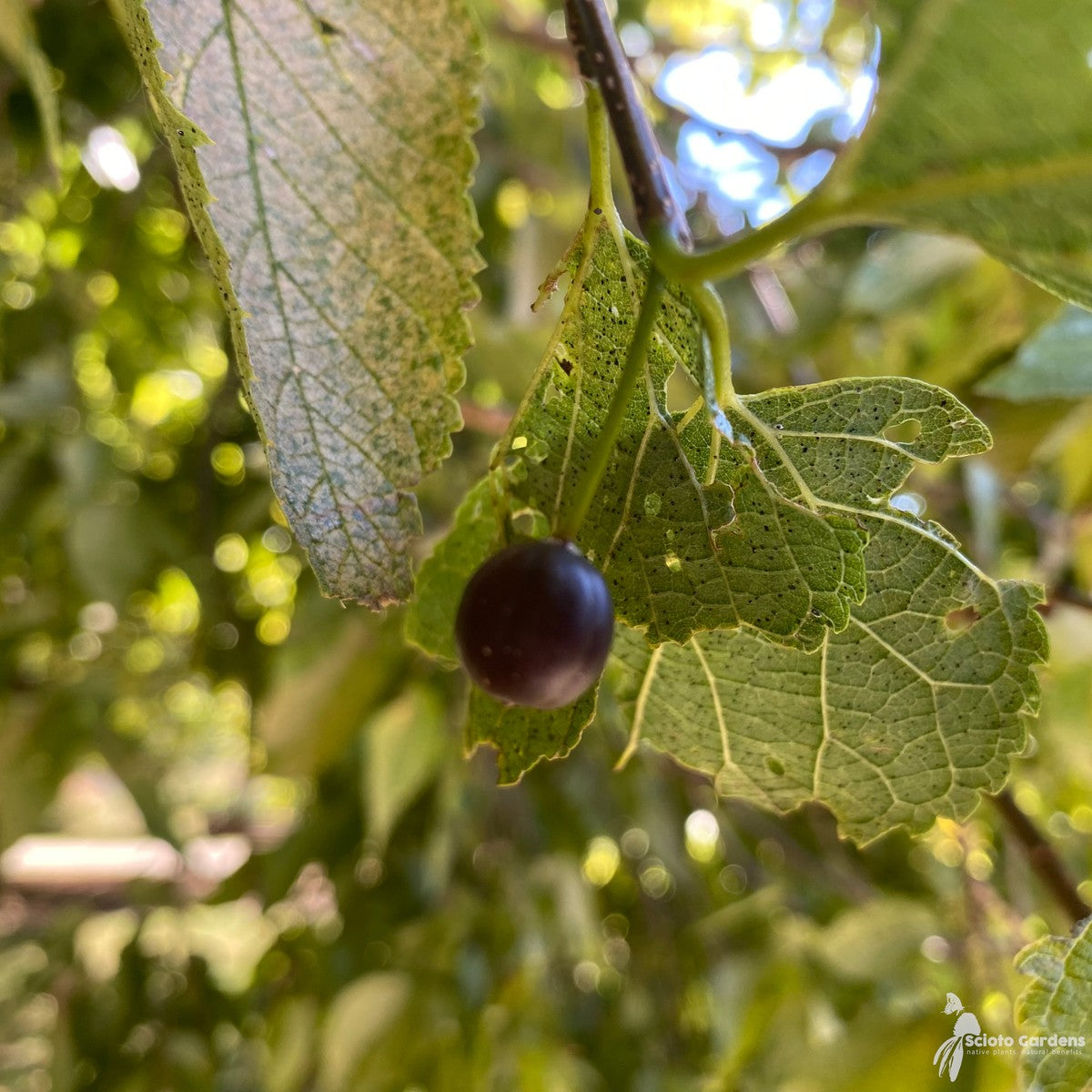 Celtis occidentalis (Common Hackberry) - QT