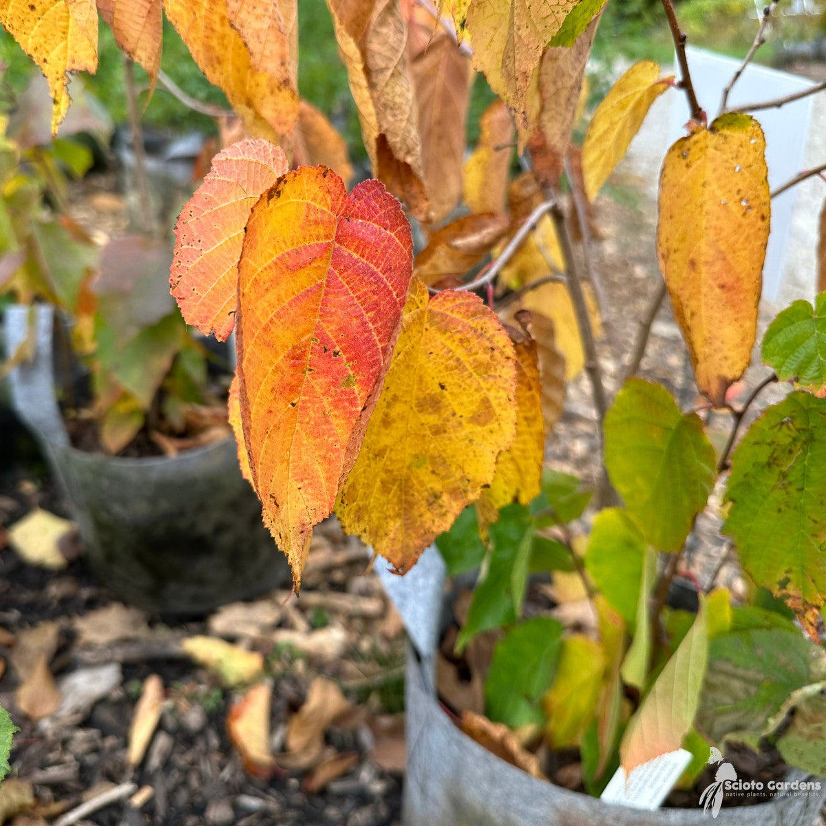 Corylus americana (American Hazelnut) - 3 gal