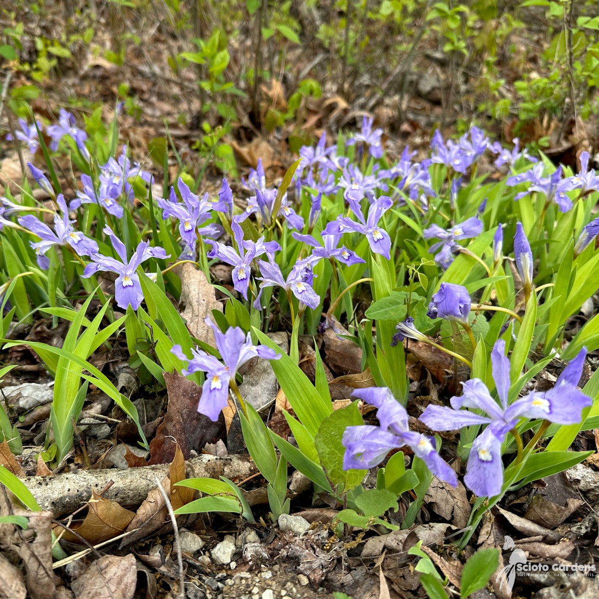 Iris cristata (Dwarf Crested Iris) - 3QT