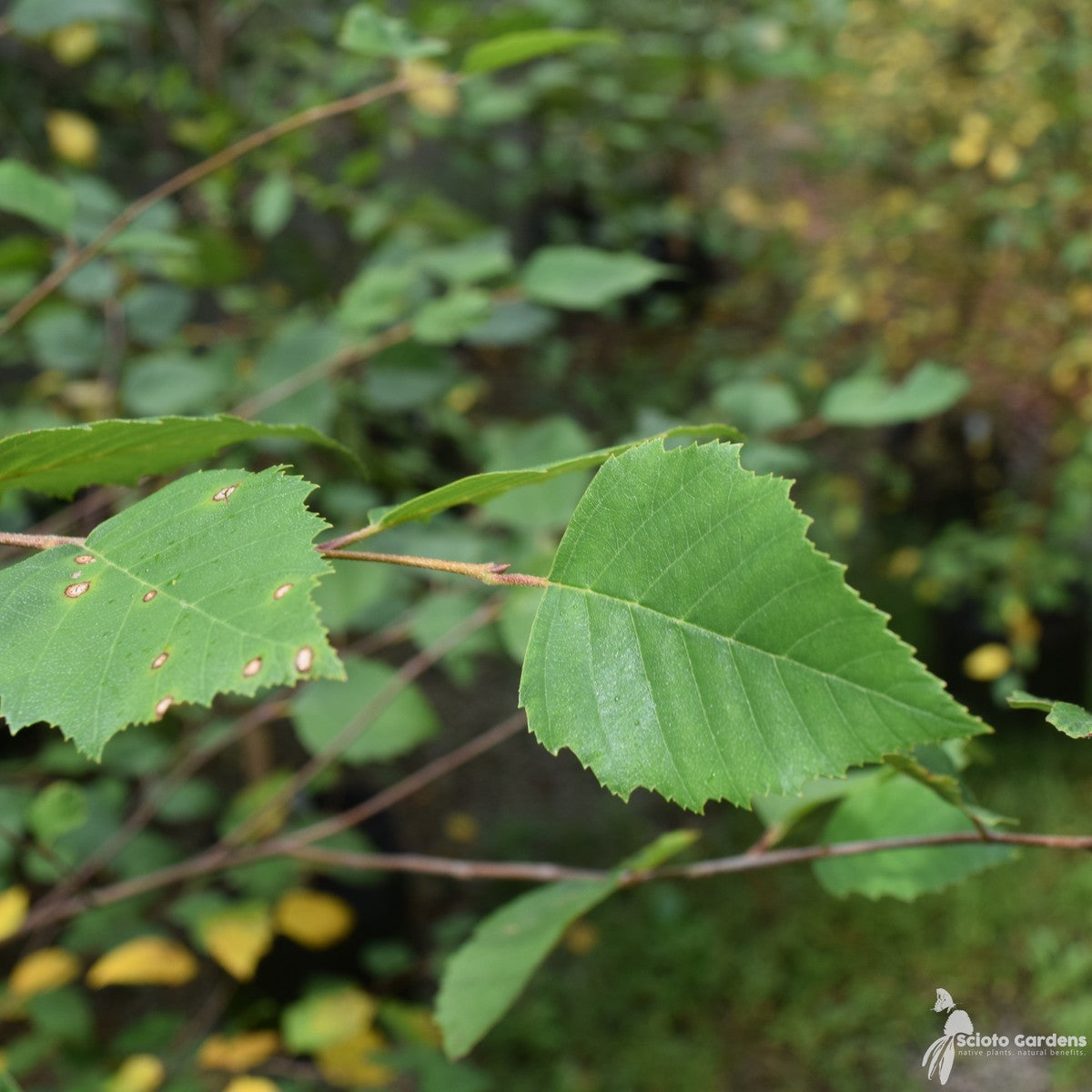 Betula nigra (River Birch) - 5 gal