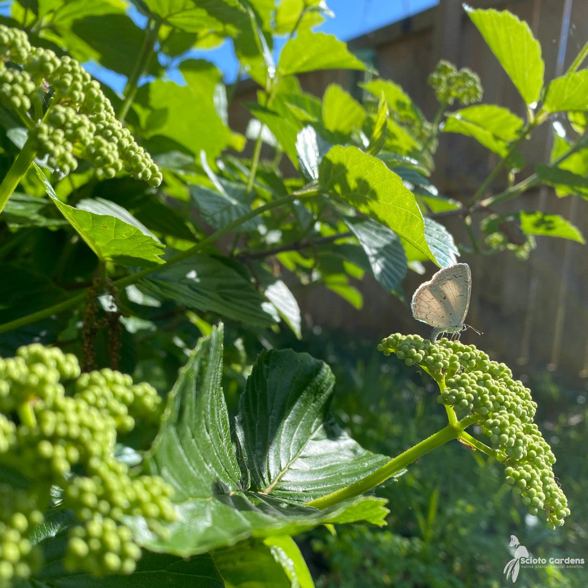 Viburnum dentatum 'Synnestvedt' (Chicago Lustre® Arrowwood Viburnum) - QT