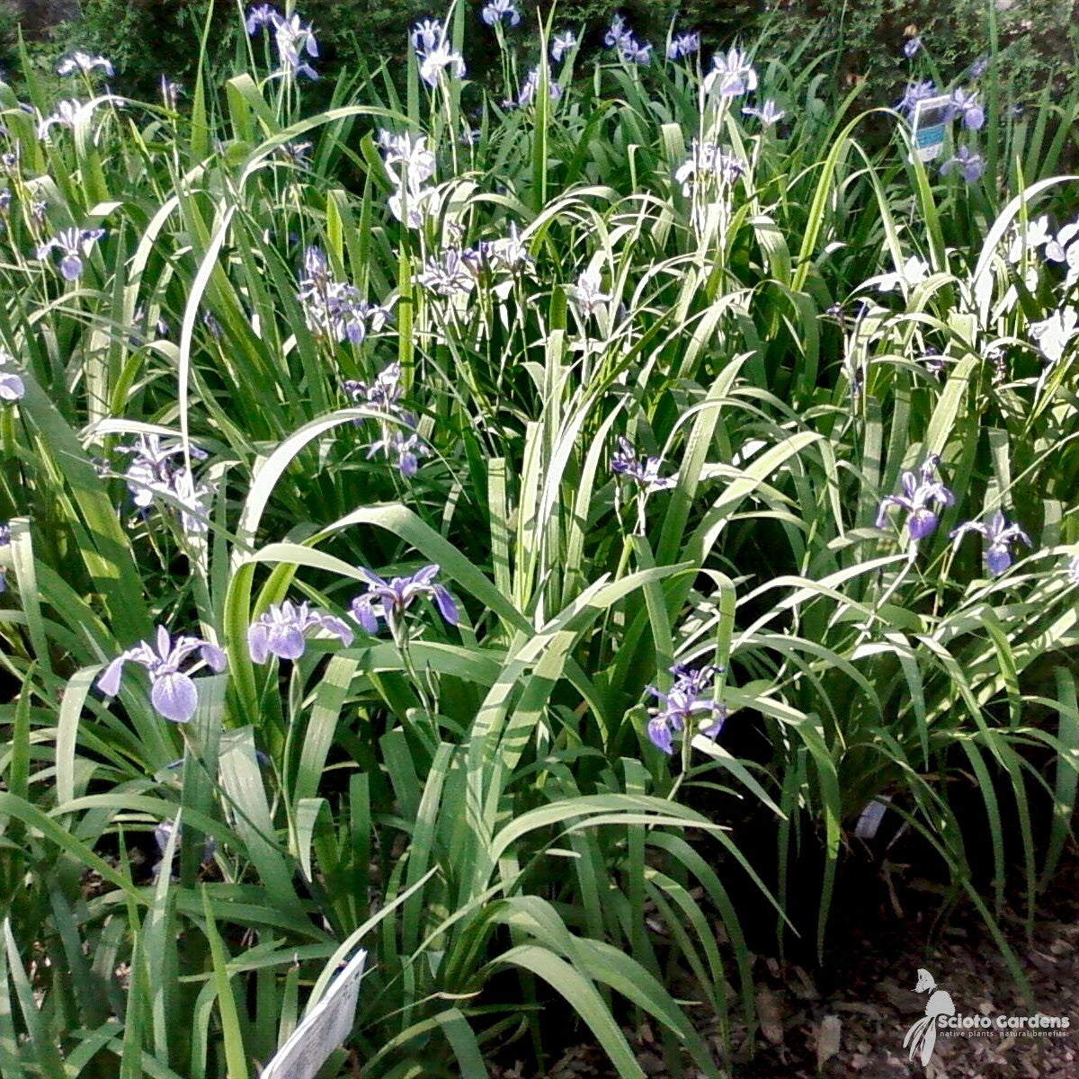 Iris versicolor (Blue Flag Iris) - 1 gal