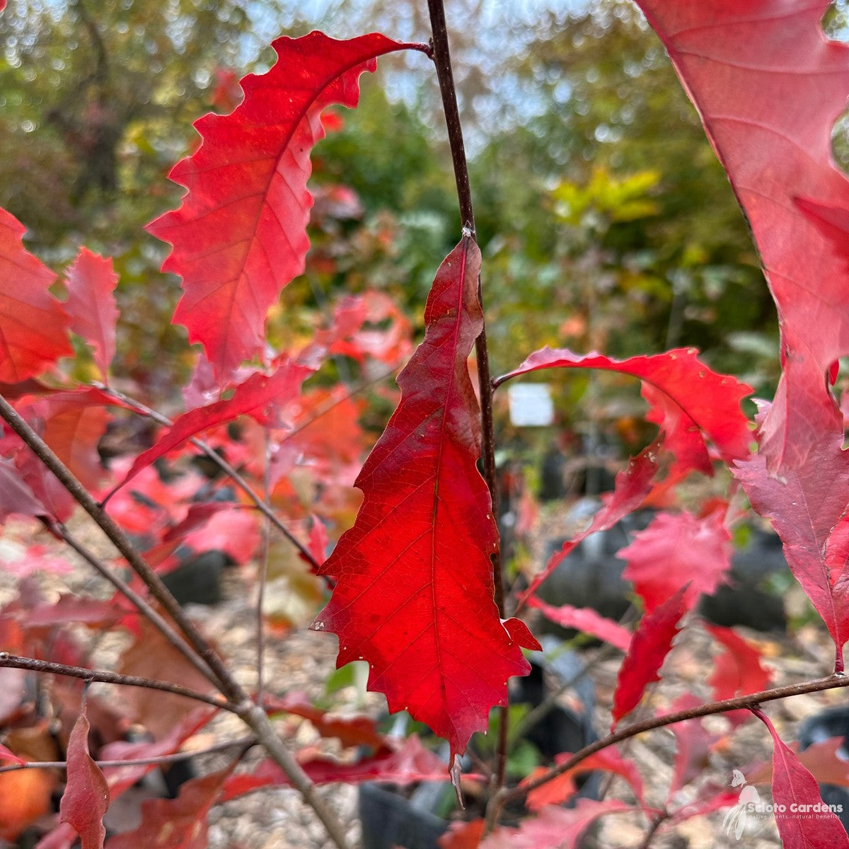 Quercus muehlenbergii (Chinkapin Oak) - 3 gal