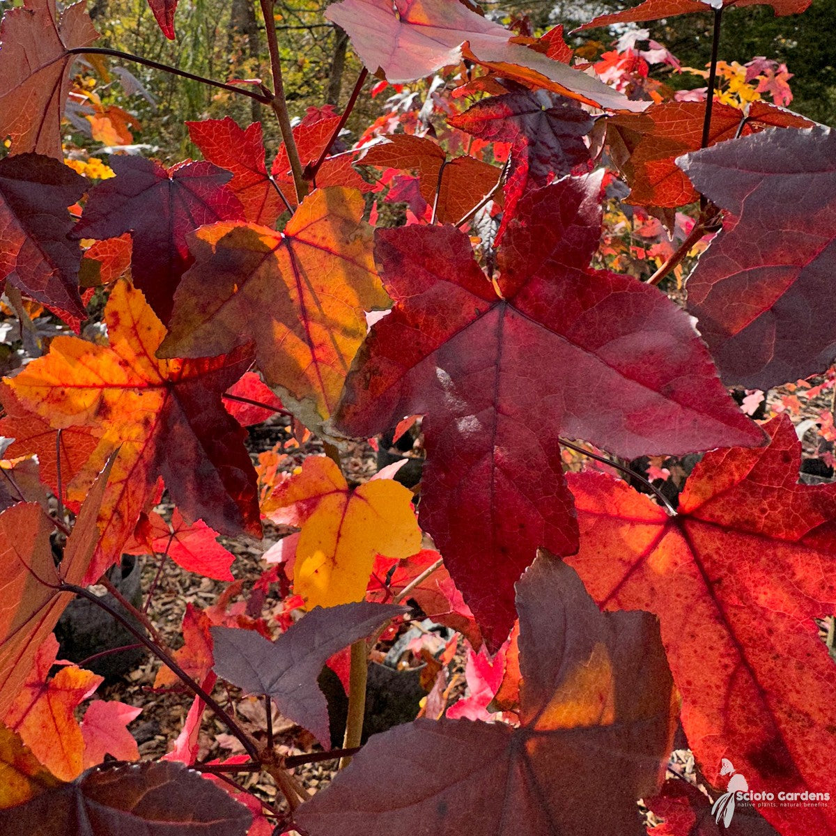 Liquidambar styraciflua (Sweetgum) - 3 gal
