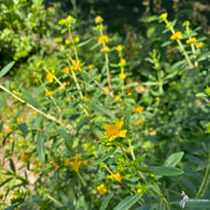 Hypericum prolificum (OH Genome) (Shrubby St. Johns-Wort) - QT