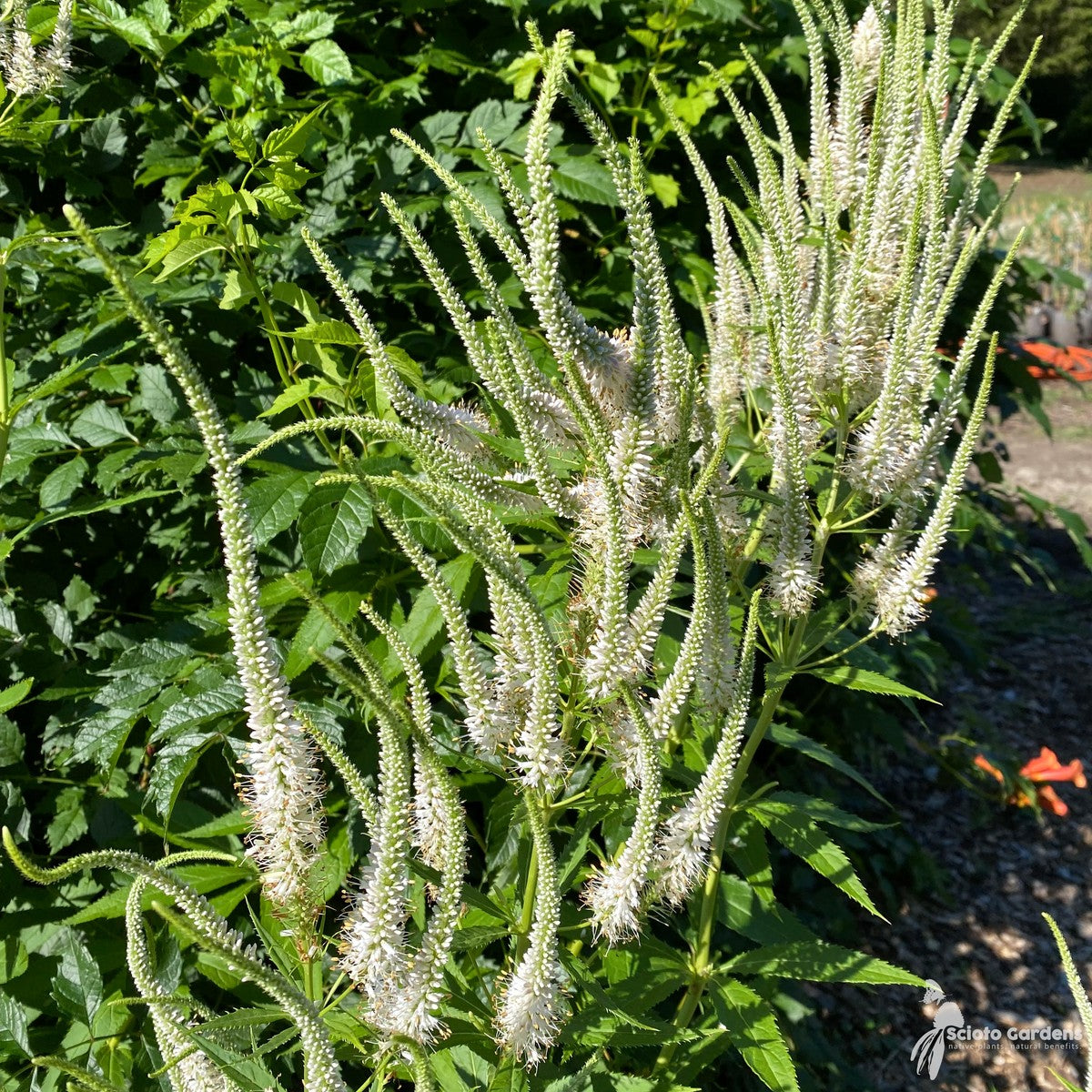 Veronicastrum virginicum (Culver's Root) - 2 gal
