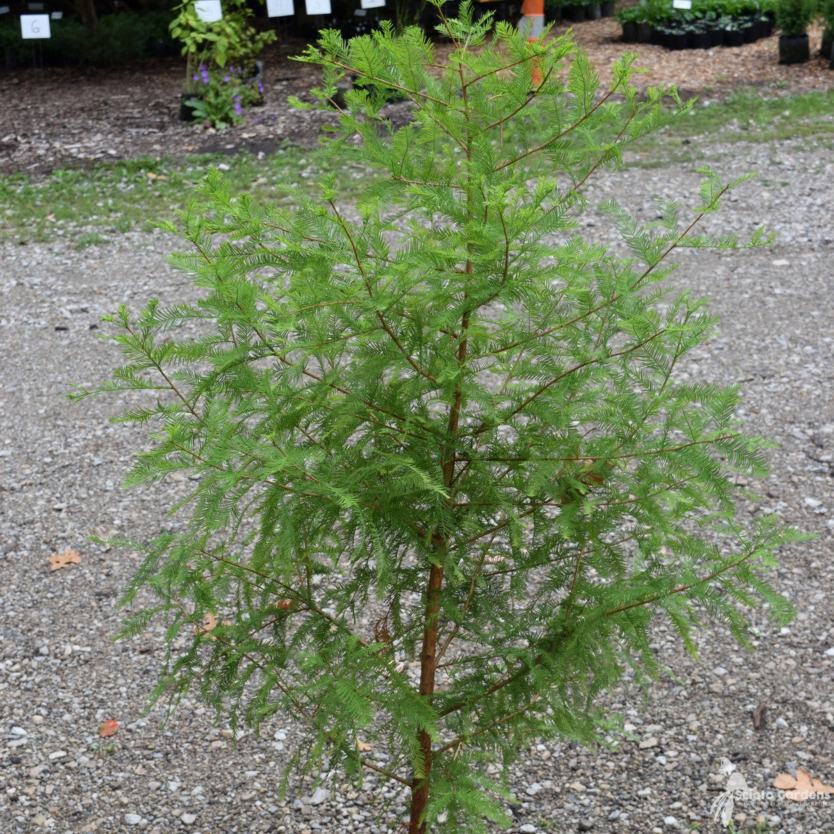 Taxodium distichum (Bald Cypress) - 5 gal