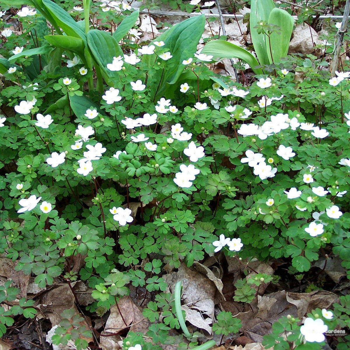 Anemonella thalictroides (Rue Anemone) - QT
