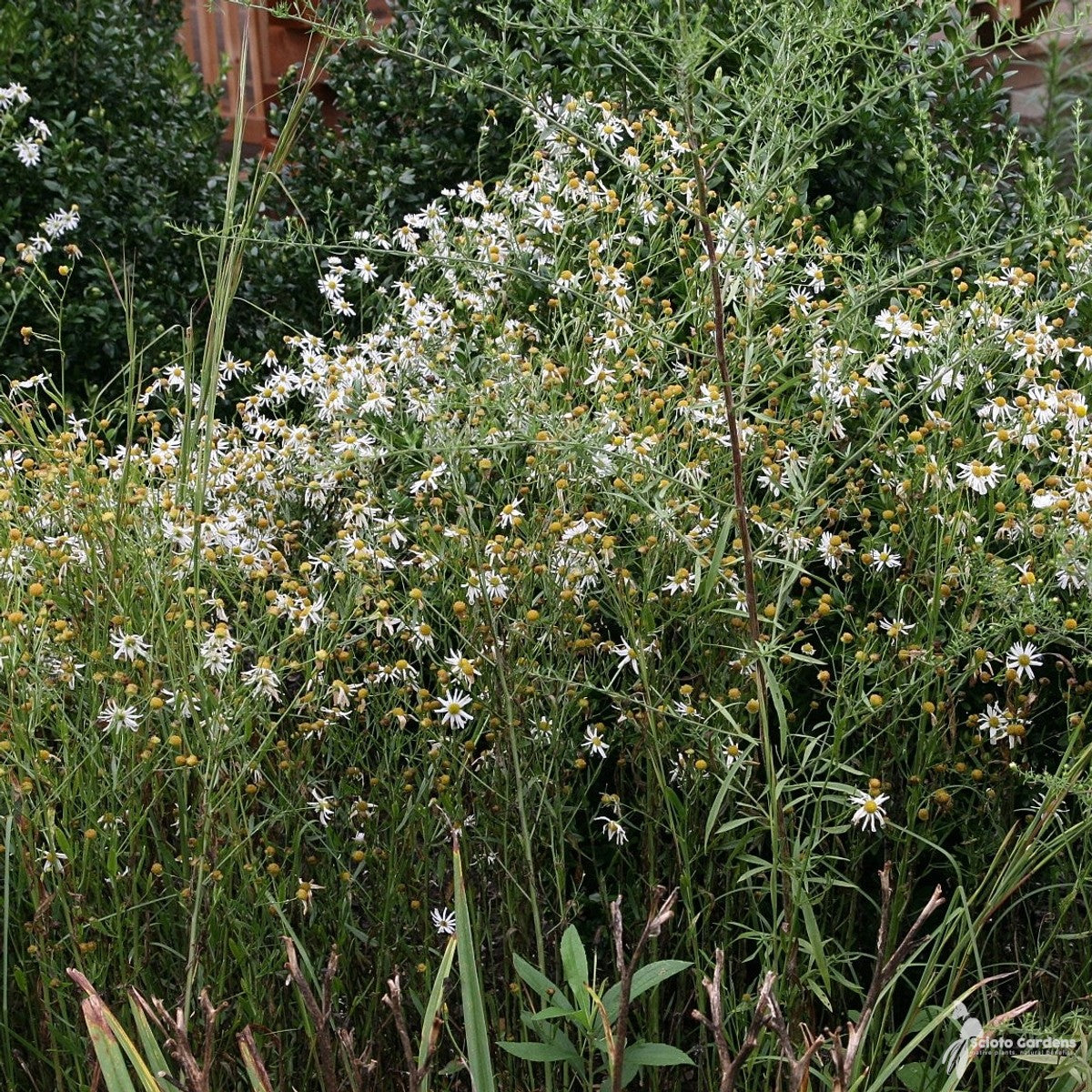 Boltonia asteroides (Thousand-flowered Aster) - 2 gal