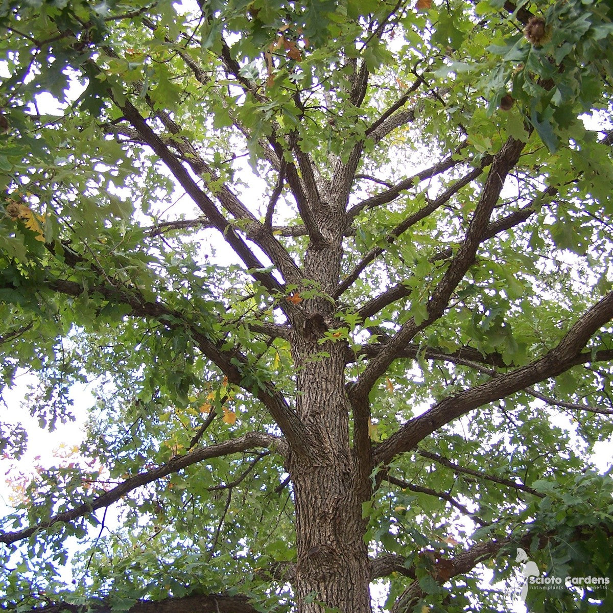 Quercus macrocarpa (Bur Oak) - 3 gal