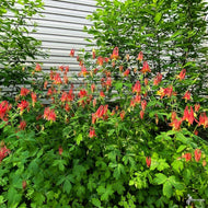 Aquilegia canadensis (Wild Columbine) - 1 gal