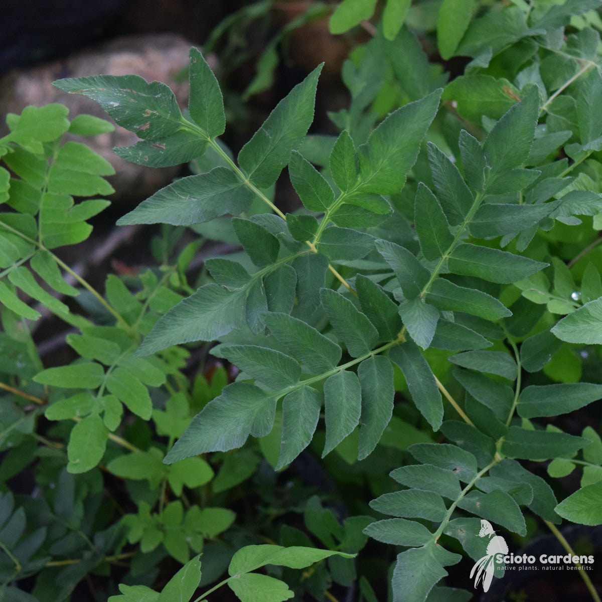 Osmunda regalis v. spectabilis (Royal Fern) - 1 gal