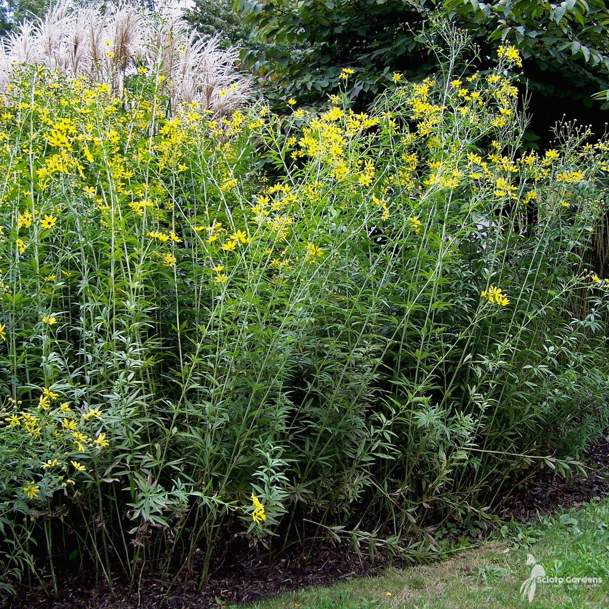 Coreopsis tripteris (Tall Coreopsis) - 2 gal