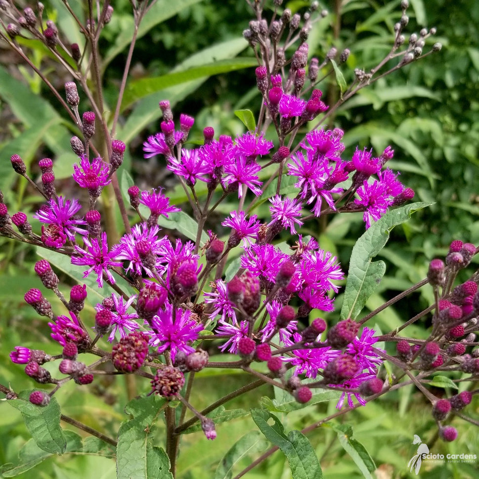 Vernonia noveboracensis (New York Ironweed) - 2 gal