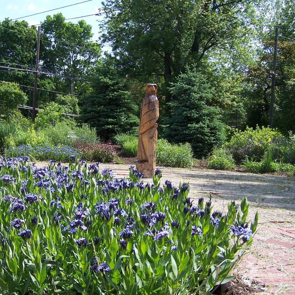 Amsonia 'Blue Ice' ('Blue Ice' Blue Star) - QT