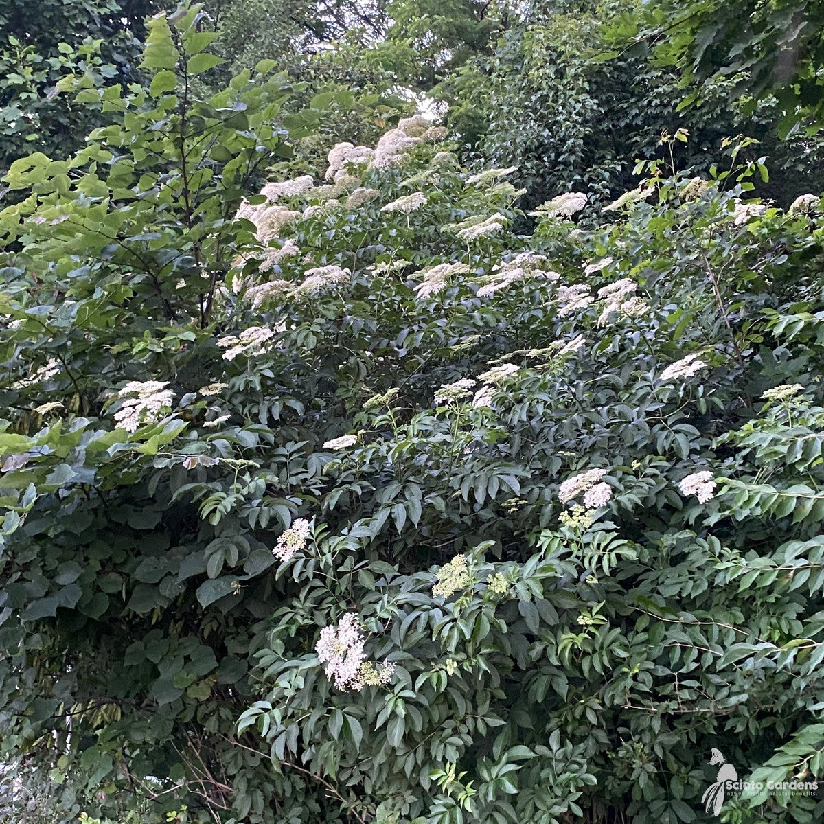 Sambucus canadensis (American Elderberry) - 3 gal