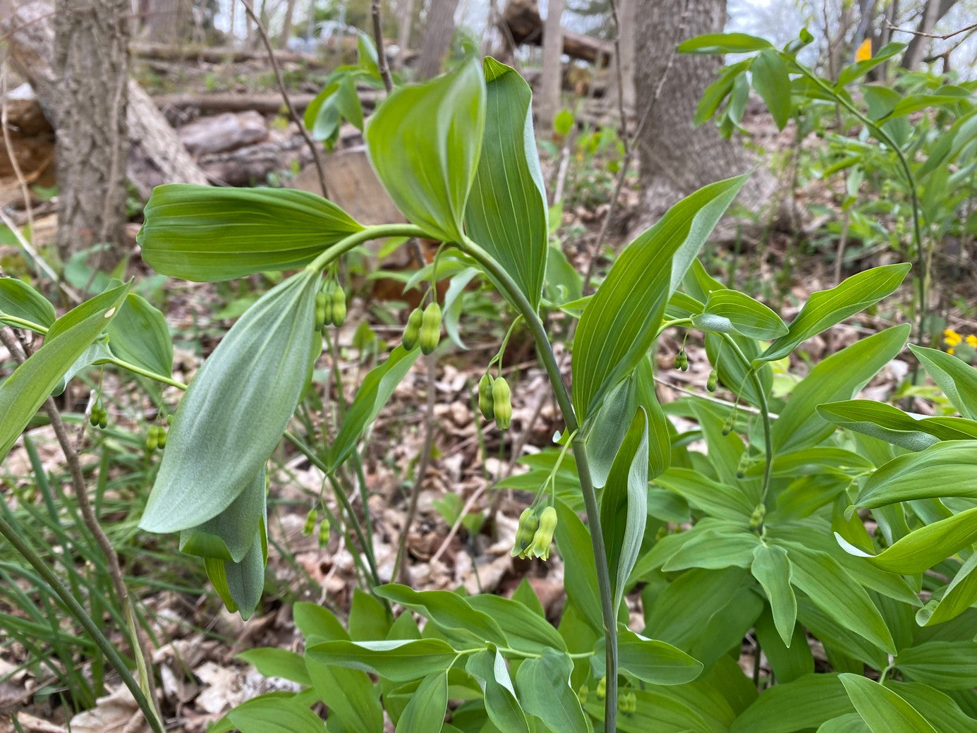 Polygonatum biflorum (Solomon's Seal) - 2 gal