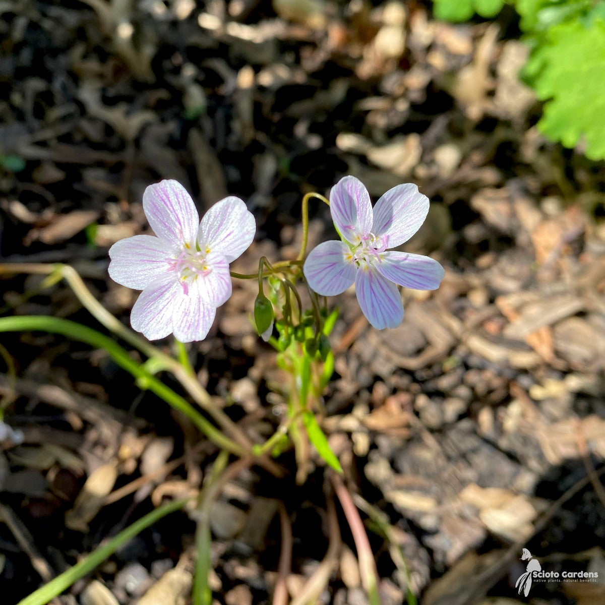 Claytonia virginica (Spring Beauty) - 1 gal