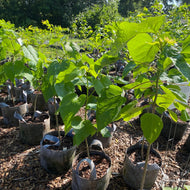 Catalpa speciosa (Northern Catalpa) - 3 gal