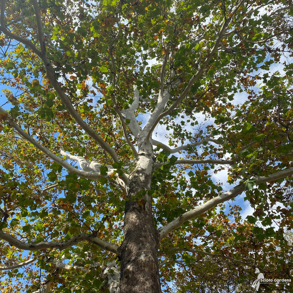 Platanus occidentalis (Sycamore) - 5 gal