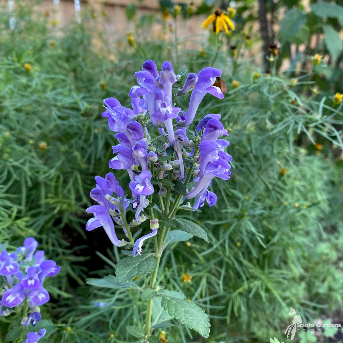 Scutellaria incana (Downy Skullcap) - 1 gal