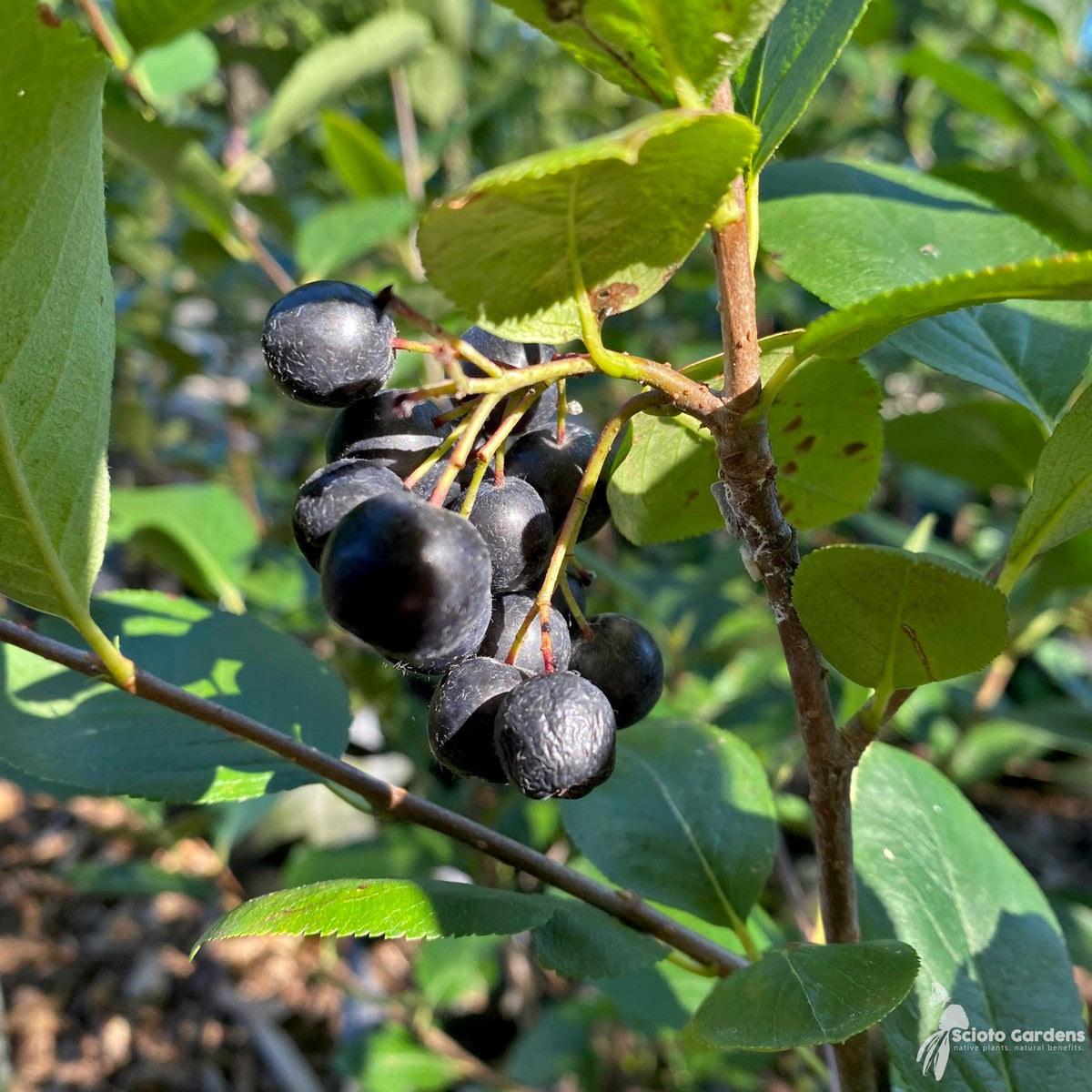Aronia m. 'Viking' (Viking' Black Chokeberry) - 3 gal