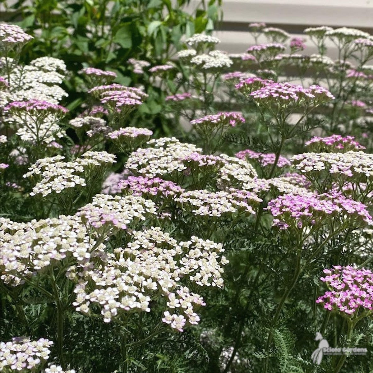 Achillea m. 'Oertel's Rose' (Oertel's Rose Yarrow) - 1 gal