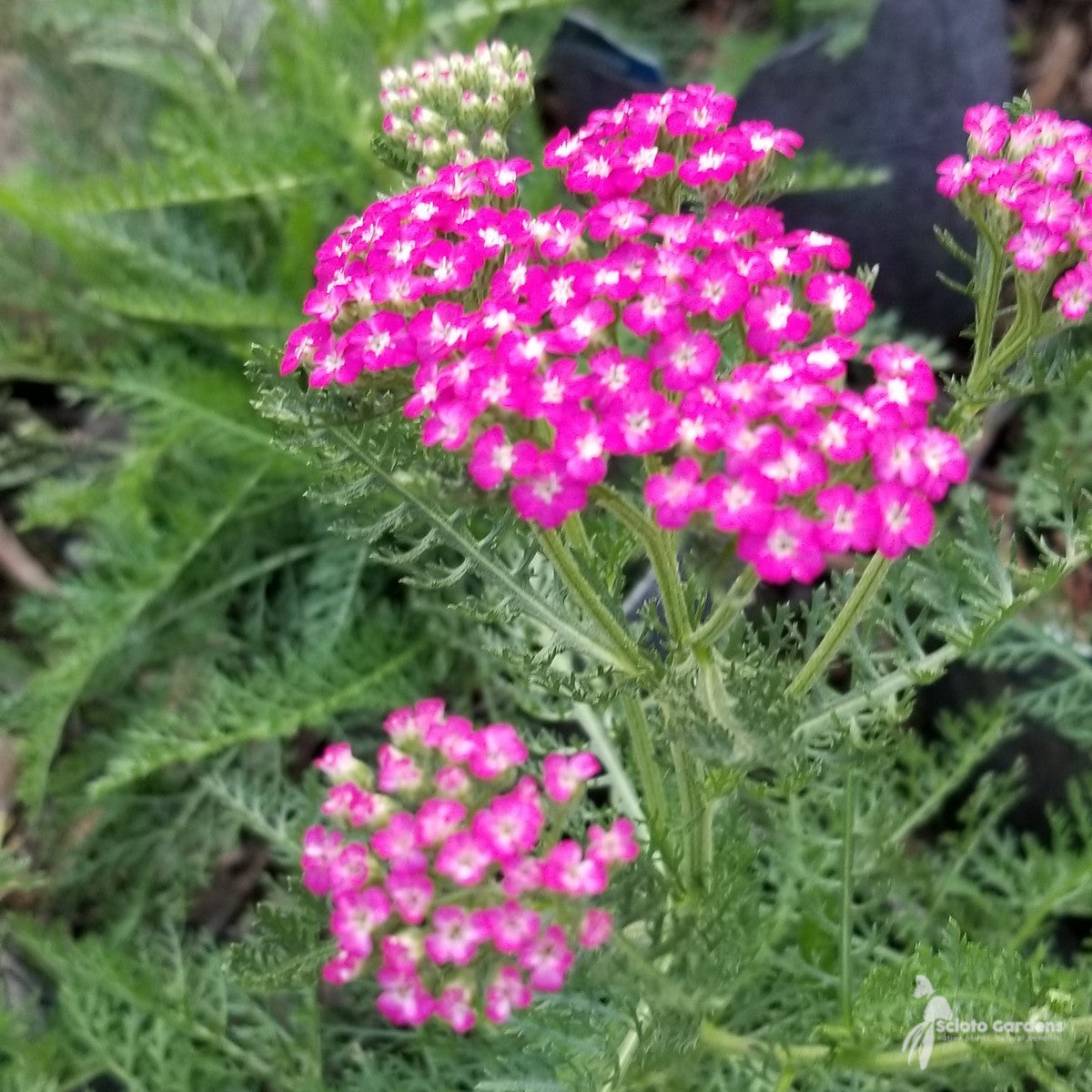 Achillea m. 'Oertel's Rose' (Oertel's Rose Yarrow) - 1 gal