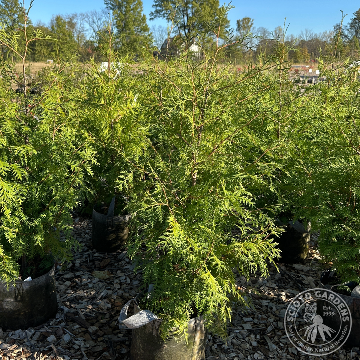 Thuja occidentalis (American Arborvitae) - 3 gal