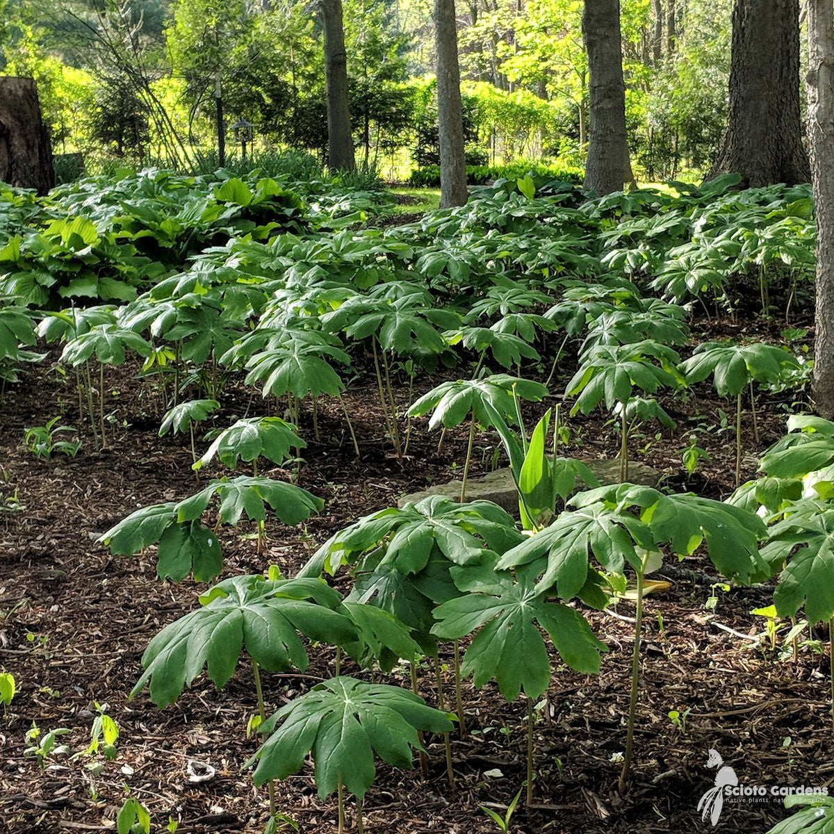 Podophyllum peltatum (May Apples) - 1 gal