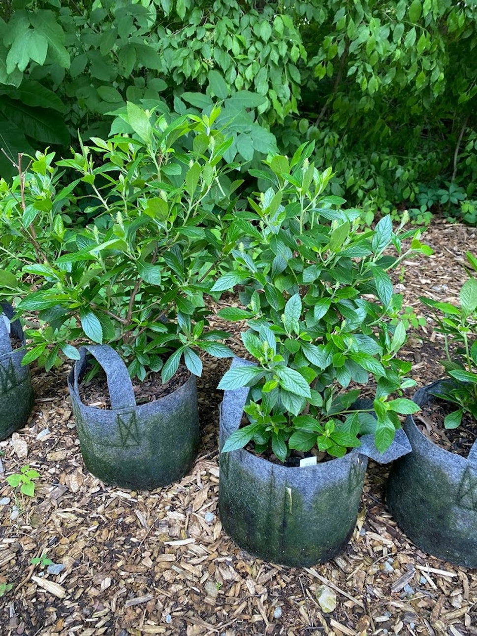 Clethra alnifolia 'Hummingbird' (Hummingbird' Summersweet) - 3 gal