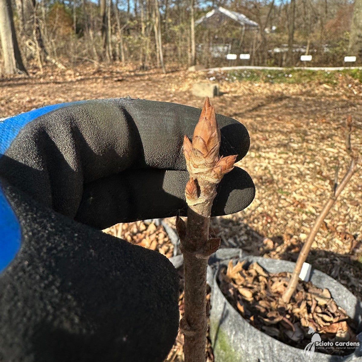 Aesculus glabra (Ohio Buckeye) - 1 gal