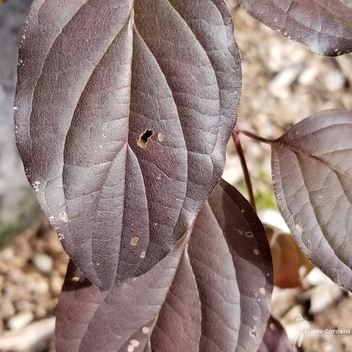 Cornus drummondii (Roughleaf Dogwood) - QT