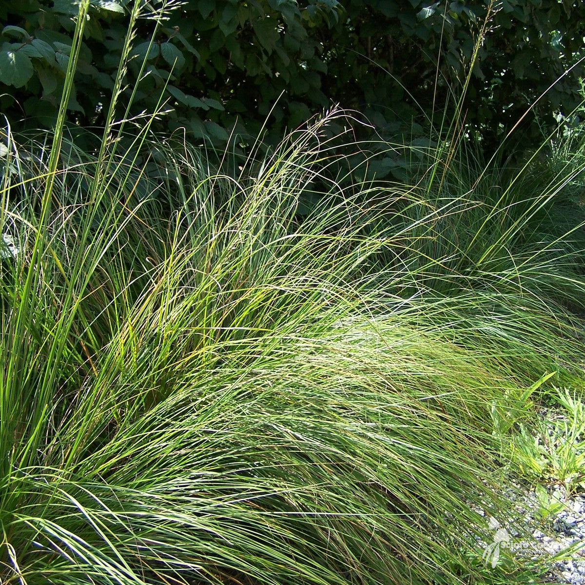 Sporobolus heterolepis (Prairie Dropseed) - 1 gal