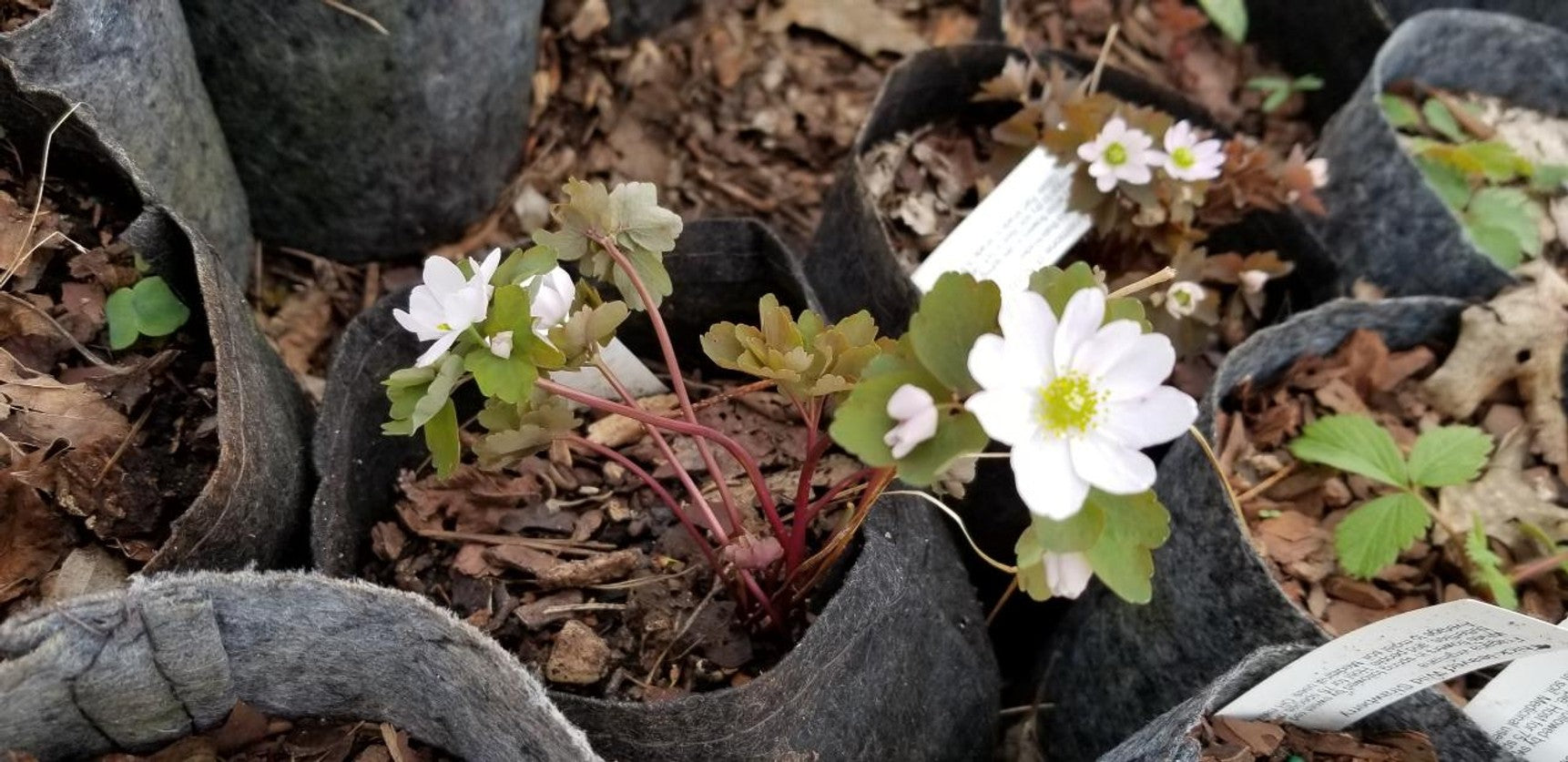 Anemonella thalictroides (Rue Anemone) - QT
