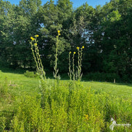 Silphium laciniatum (Compass Plant) - 2 gal