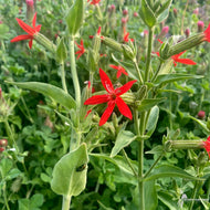 Silene regia (Red) (Royal Catchfly) - 1 gal