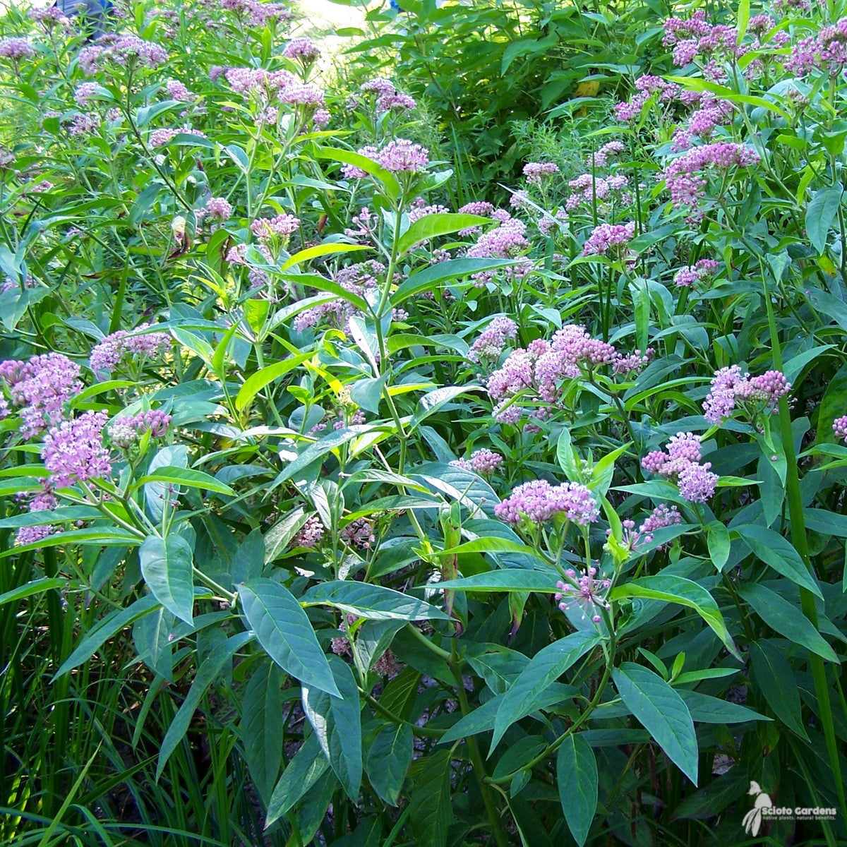 Asclepias incarnata (Pink Swamp Milkweed) - 2 gal
