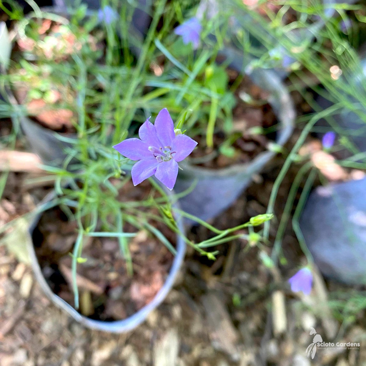Campanula rotundifolia (Harebell) - 1 gal