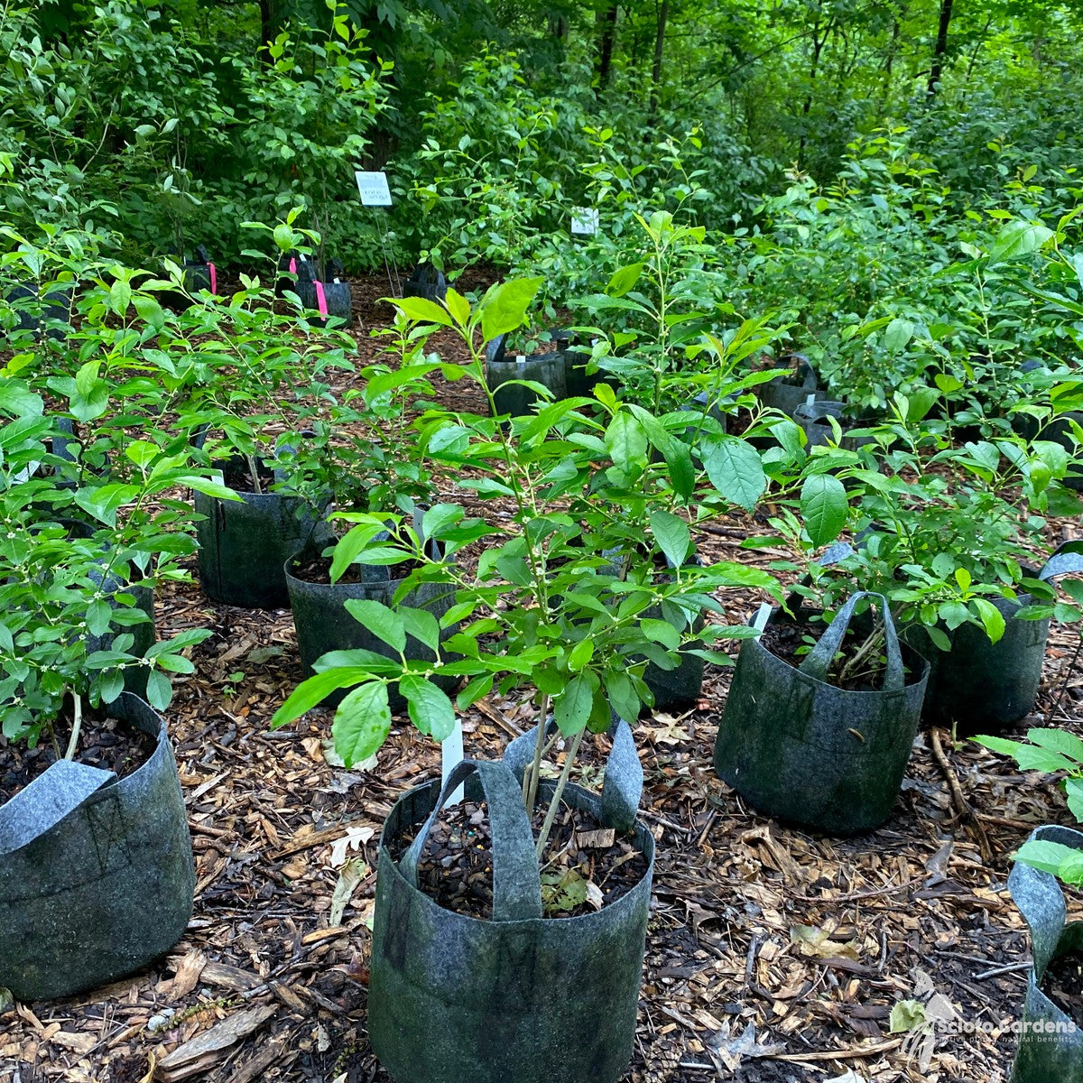 Ilex verticillata 'Red Sprite' (Red Sprite' Winterberry Holly) - 3 gal