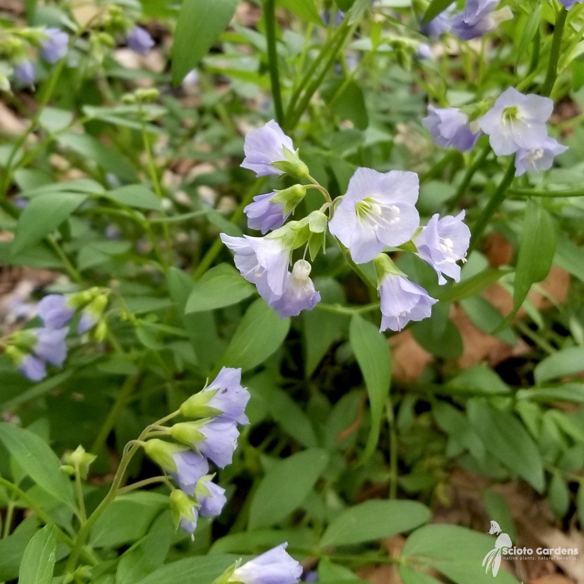 Polemonium reptans (Jacobs Ladder) - 1 gal