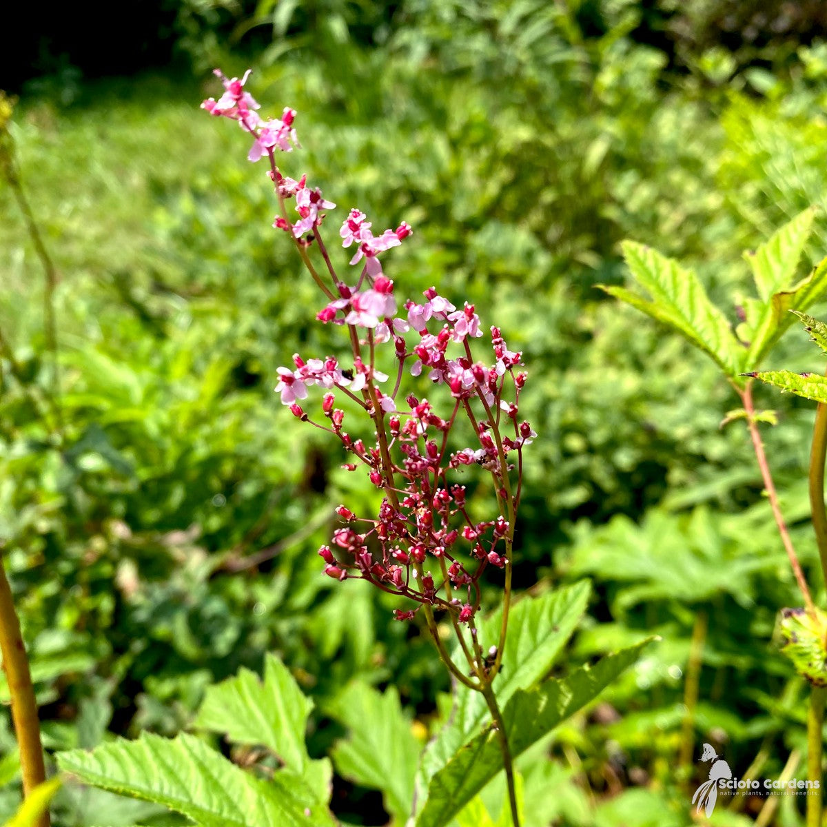 Filipendula rubra (Queen of the Prairie) - 2 gal