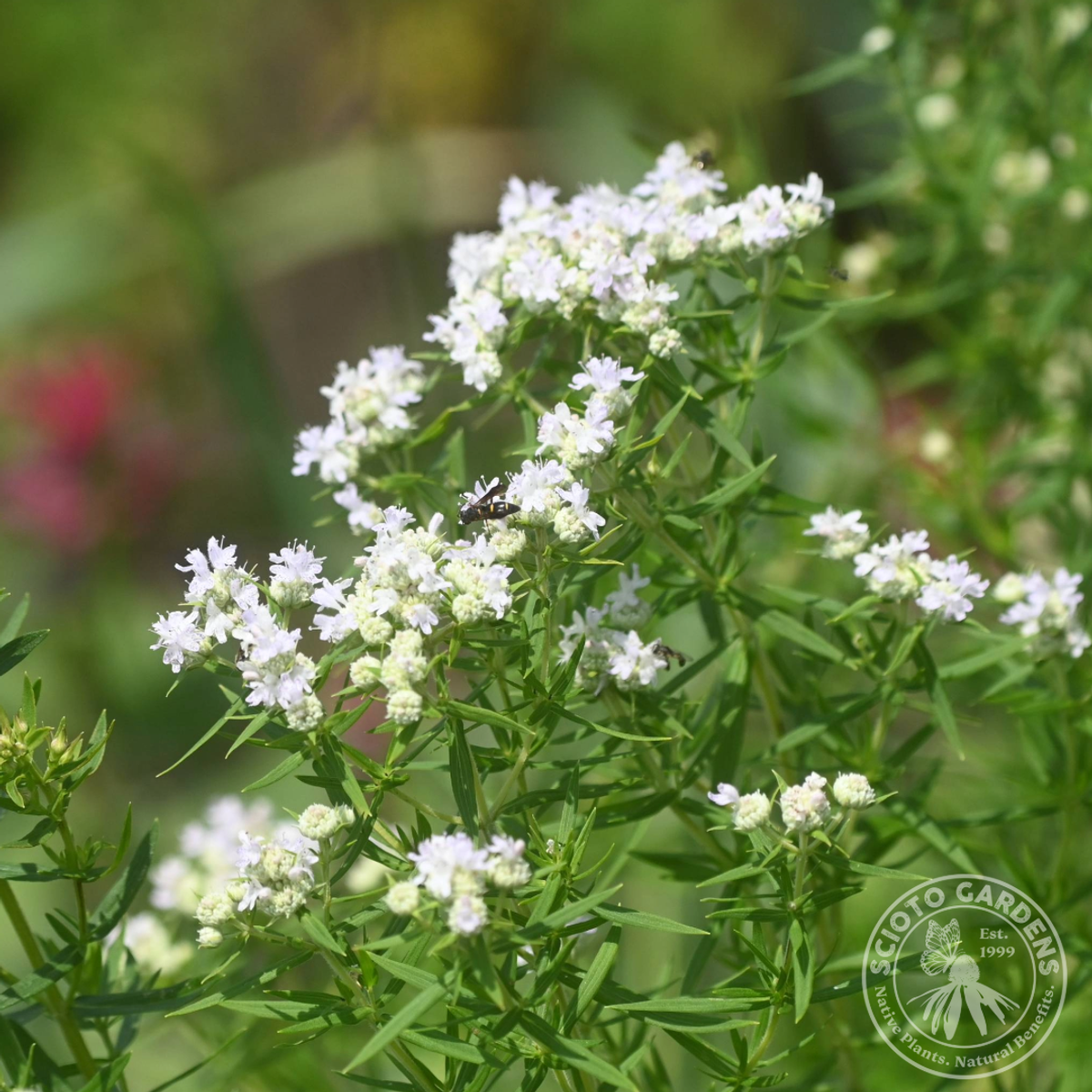 Pycnanthemum virginianum (American Mountain Mint) - 1 gal